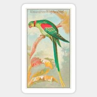 Alexandrine Ring Parakeet Sticker